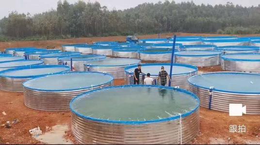 國(guó)內(nèi)南美白對(duì)蝦養(yǎng)殖現(xiàn)狀以及工廠化養(yǎng)殖效益分